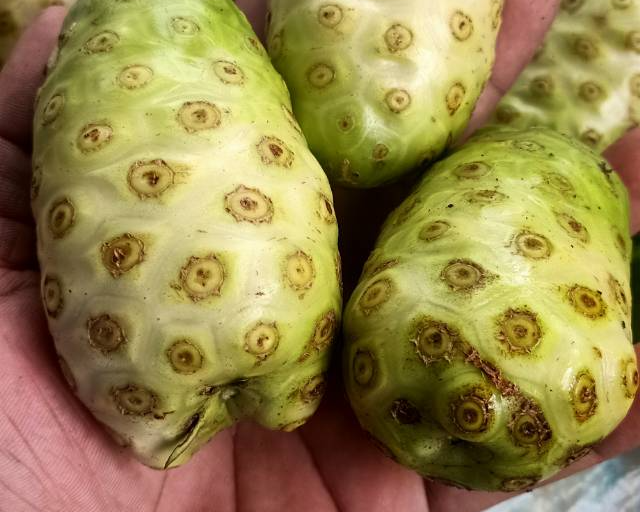 Obat Herbal Terbaik untuk Menurunkan Kolesterol Jahat