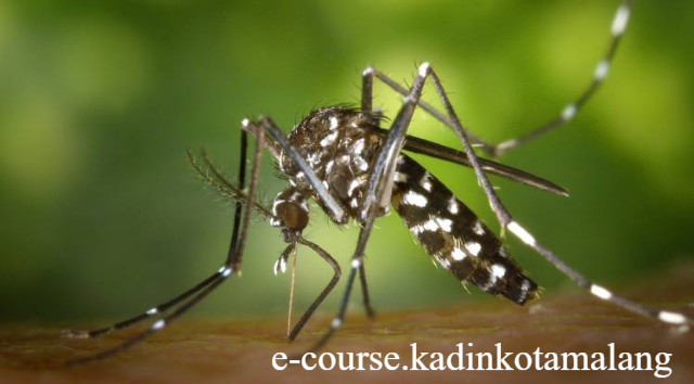 Hindari 6 Hal Ini Setelah Sembuh dari DBD