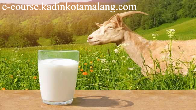 Rahasia Khasiat Susu Kambing: Minuman Alami Untuk Kesehatan